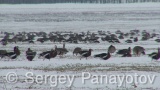 Video of Red-breasted goose - Red-breasted Goose eating grass in winter snow fields